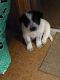 Mixed Puppies for sale in Alma, GA 31510, USA. price: $40