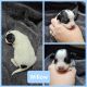 Mixed Puppies for sale in Florahome, FL 32140, USA. price: $800