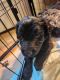 Mixed Puppies for sale in Poulsbo, WA 98370, USA. price: $600
