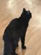 Mixed Cats for sale in Antelope, CA, USA. price: $100