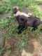 Mixed Puppies for sale in Byhalia, MS 38611, USA. price: NA