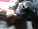 Mixed Puppies for sale in Ashland, OH 44805, USA. price: $100