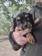 Mixed Puppies for sale in Rathbun, IA 52544, USA. price: $500