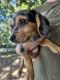 Mixed Puppies for sale in Rathbun, IA 52544, USA. price: $250