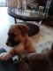Mixed Puppies for sale in Rockdale, TX 76567, USA. price: $500