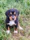 Mixed Puppies for sale in Fredericksburg, VA 22401, USA. price: $200