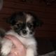 Mixed Puppies for sale in Granville, NY 12832, USA. price: $450