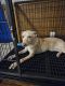 Mixed Puppies for sale in Corpus Christi, TX, USA. price: $30