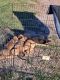Mixed Puppies for sale in Terrell, TX, USA. price: NA