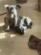 Mixed Puppies for sale in New Berlin, WI, USA. price: $150