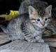 Mixed Cats for sale in Kennewick, WA, USA. price: $35