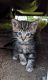 Mixed Cats for sale in Kennewick, WA, USA. price: $45