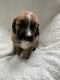 Mixed Puppies for sale in Ephrata, PA 17522, USA. price: $1,900