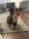 Mixed Cats for sale in Sherman Oaks, Los Angeles, CA, USA. price: $200