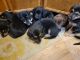 Mixed Puppies for sale in Concrete, WA 98237, USA. price: $150