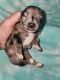 Mixed Puppies for sale in Arizona State Rte 303, Surprise, AZ, USA. price: $350