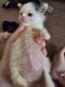 Mixed Cats for sale in Milford, CT, USA. price: $250