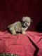 Mixed Puppies for sale in Picayune, MS 39466, USA. price: $1,200