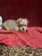 Mixed Puppies for sale in Picayune, MS 39466, USA. price: $650
