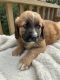 Mixed Puppies for sale in Ephrata, PA 17522, USA. price: $1,200