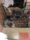 Mixed Puppies for sale in Las Cruces, NM, USA. price: $20