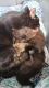 Mixed Cats for sale in Puyallup, WA, USA. price: NA