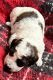 Mixed Puppies for sale in Dallas-Fort Worth Metropolitan Area, TX, USA. price: NA