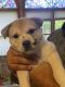 Mixed Puppies for sale in Naperville, IL 60565, USA. price: $800