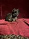 Mixed Puppies for sale in Picayune, MS 39466, USA. price: $1,000