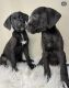 Mixed Puppies for sale in San Jose, CA, USA. price: $300