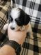 Mixed Puppies for sale in Florahome, FL 32140, USA. price: $800