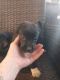 Mixed Puppies for sale in Shelton, WA 98584, USA. price: $90