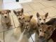 Mixed Puppies for sale in Gilroy, CA 95020, USA. price: $300