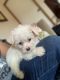 Mixed Puppies for sale in Benson, NC 27504, USA. price: $500
