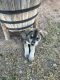Mixed Puppies for sale in Goodyear, AZ, USA. price: $450