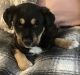 Mixed Puppies for sale in Canandaigua, NY 14424, USA. price: NA
