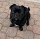 Mixed Puppies for sale in Elk Grove, CA, USA. price: $50