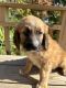 Mixed Puppies for sale in Ephrata, PA 17522, USA. price: $1,700