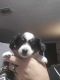 Mixed Puppies for sale in Keystone Heights, FL 32656, USA. price: $600