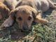 Mixed Puppies for sale in Louisburg, NC 27549, USA. price: $80
