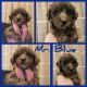 Mixed Puppies for sale in Huntington, WV, USA. price: $900