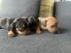 Mixed Puppies for sale in Ely, Cardiff CF5, UK. price: 400 GBP