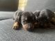 Mixed Puppies for sale in Ely, Cardiff CF5, UK. price: 450 GBP