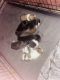 Mixed Puppies for sale in Desert Hot Springs, CA, USA. price: $100