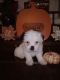 Mixed Puppies for sale in Atwood, IL 61913, USA. price: $600