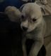 Mixed Puppies for sale in Lansing, IL, USA. price: $300