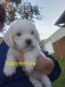 Mixed Puppies for sale in Palm Bay, FL, USA. price: $600