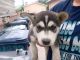 Mixed Puppies for sale in Compton, CA, USA. price: $100
