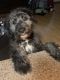 Mixed Puppies for sale in Naperville, IL, USA. price: $900
