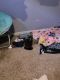 Mixed Cats for sale in Council Bluffs, IA, USA. price: $40